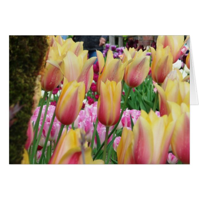 Tulpen - Rosa und Gelb (Vorderseite (Horizontal))
