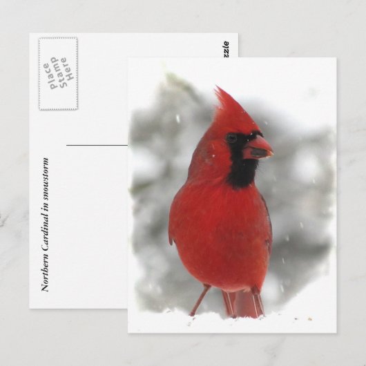 Tulpen Rot Postkarte (Vorne/Hinten)