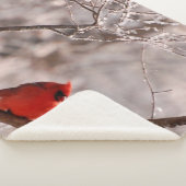 Tulpen Rot Sherpadecke (3/4)