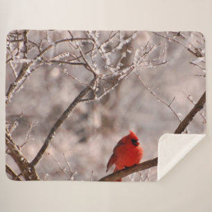 Tulpen Rot Sherpadecke