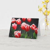 Tulpen, rot und weiß karte (Gelbe Blume)