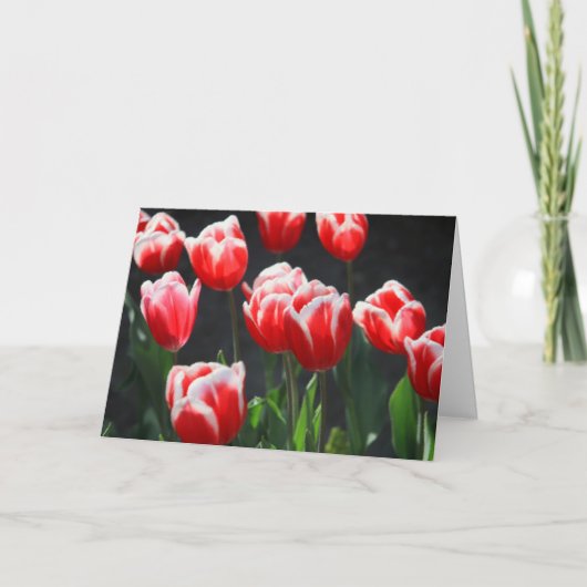 Tulpen, rot und weiß karte (Vorderseite)
