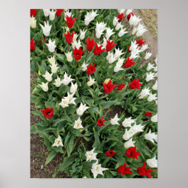 Tulpen, rot und weiß poster