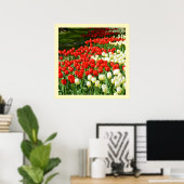 Tulpen, rot und weiß poster (Heimbüro)