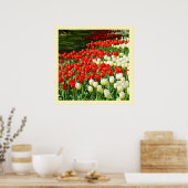 Tulpen, rot und weiß poster (Küche)