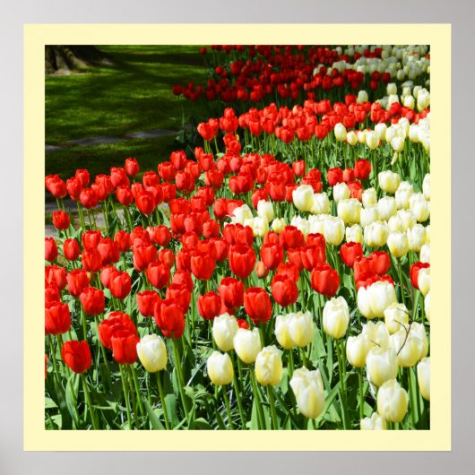 Tulpen, rot und weiß poster (Vorne)