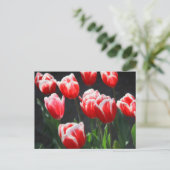 Tulpen, rot und weiß postkarte (Stehend Vorderseite)