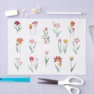 Tulpen Seidenpapier
