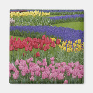 Tulpen-, Traubenhyazinthen- und  Magnet