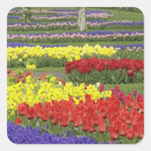 Tulpen, Traubenhyazinthen und Narzissen, 2 Quadratischer Aufkleber