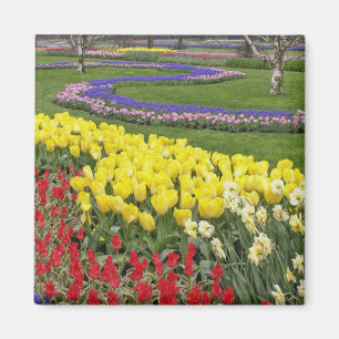 Tulpen, Traubenhyazinthen und Narzissen, Magnet