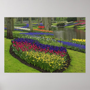 Tulpen, Traubenhyazinthen und Narzissen, Poster
