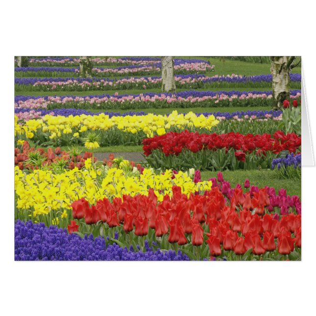 Tulpen, Traubenreste und Affodilen, 2 (Vorderseite (Horizontal))