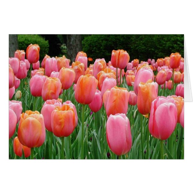 Tulpen, Tulpen, Tulpen (Vorderseite (Horizontal))
