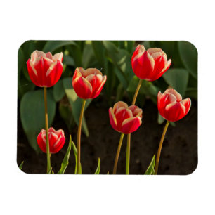 Tulpen, Tulpenfest, Woodburn, Oregon, USA 1 Magnet