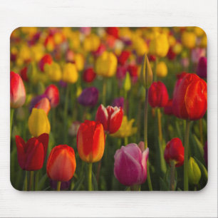 Tulpen, Tulpenfest, Woodburn, Oregon, USA 2 Mousepad