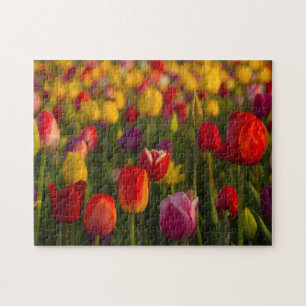 Tulpen, Tulpenfest, Woodburn, Oregon, USA 2 Puzzle