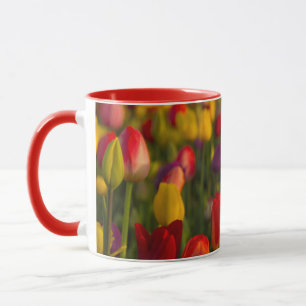 Tulpen, Tulpenfest, Woodburn, Oregon, USA 2 Tasse