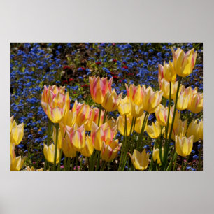 Tulpen u. Vergissmeinnichte Poster