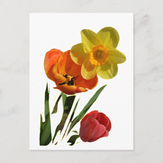 Tulpen und Blume Postkarte (Vorderseite)