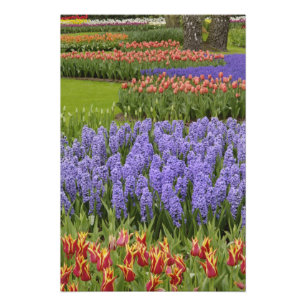 Tulpen- und Hyazinthen-Garten, Keukenhof-Gärten, Fotodruck