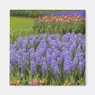 Tulpen- und Hyazinthen-Garten, Keukenhof-Gärten, Magnet