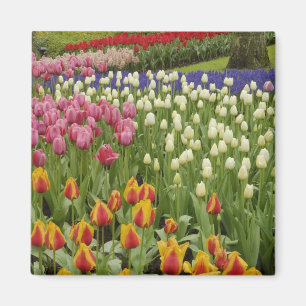 Tulpen- und Hyazinthen-Garten, Keukenhof-Gärten, Magnet