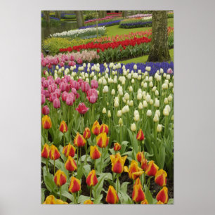 Tulpen- und Hyazinthen-Garten, Keukenhof-Gärten, Poster