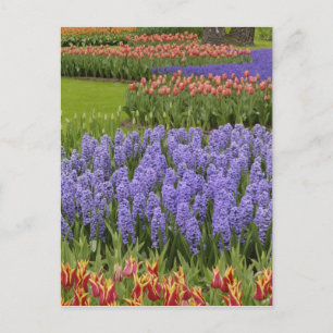 Tulpen- und Hyazinthen-Garten, Keukenhof-Gärten, Postkarte