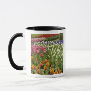 Tulpen- und Hyazinthen-Garten, Keukenhof-Gärten, Tasse