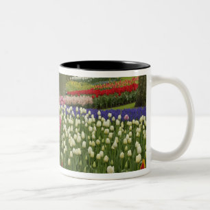 Tulpen- und Hyazinthen-Garten, Keukenhof-Gärten, Zweifarbige Tasse