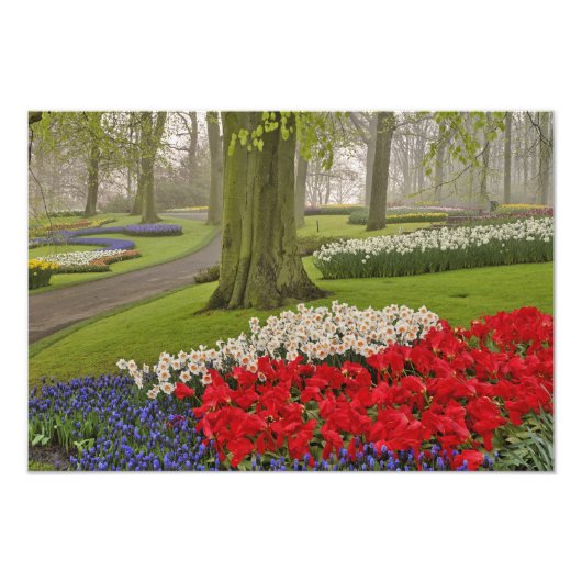 Tulpen und Narzellen, Keukenhof Gardens, Fotodruck (Vorne)