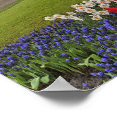 Tulpen und Narzellen, Keukenhof Gardens, Poster (Ecke)