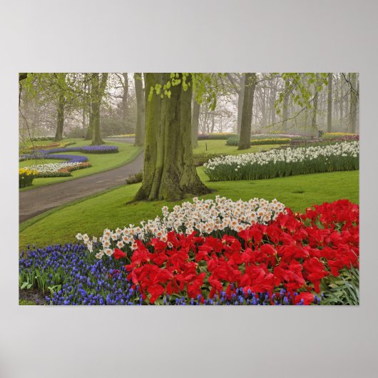 Tulpen und Narzellen, Keukenhof Gardens, Poster (Vorne)