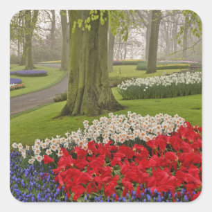 Tulpen und Narzissen, Keukenhof-Gärten, Quadratischer Aufkleber