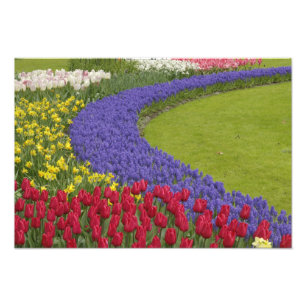 Tulpen- und Traubenhyazinthen- und Narzissengarten Fotodruck