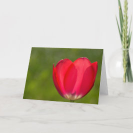 Tulpen und Tulpen Karte