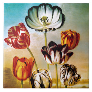 Tulpen unter der Himmelswand Fliese