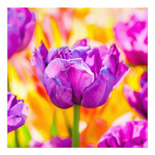 Tulpen Verzaubernd 06 Fotodruck