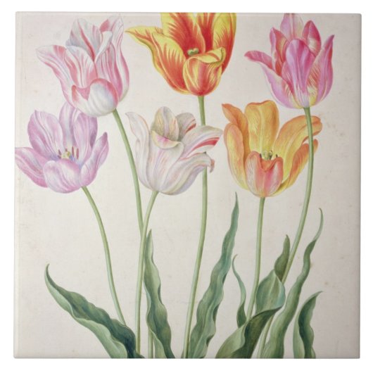 Tulpen, vom "NassauFlorilegium" (w/c auf pape Fliese (Vorderseite)