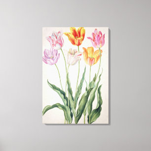 Tulpen, vom "NassauFlorilegium" (w/c auf pape Leinwanddruck