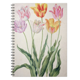 Tulpen, vom "NassauFlorilegium" (w/c auf pape Notizblock
