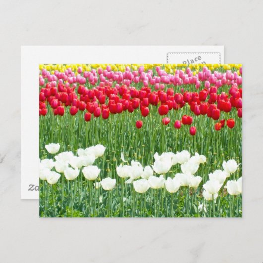 Tulpen, weiß, rot und gelb postkarte (Vorne/Hinten)