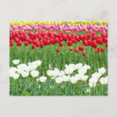 Tulpen, weiß, rot und gelb postkarte (Vorderseite)