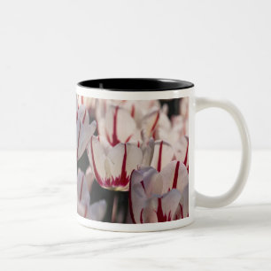 Tulpen Zweifarbige Tasse