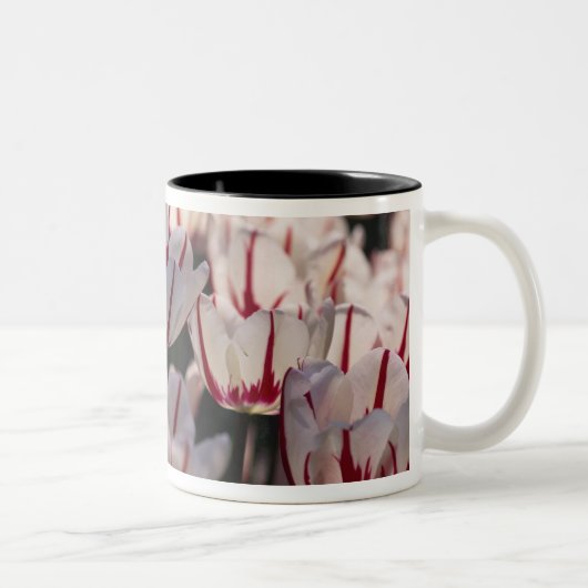Tulpen Zweifarbige Tasse (Rechts)