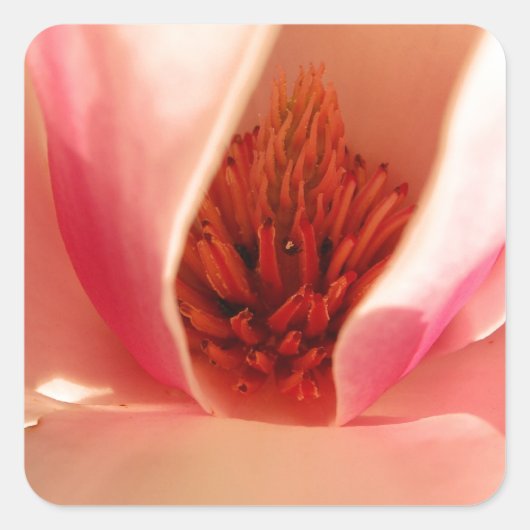 Tulpenbaum Quadratischer Aufkleber (Vorderseite)