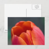 Tulpenberg Postkarte (Vorne/Hinten)
