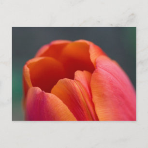 Tulpenberg Postkarte