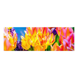 Tulpenblumen - Blühen Fotodruck